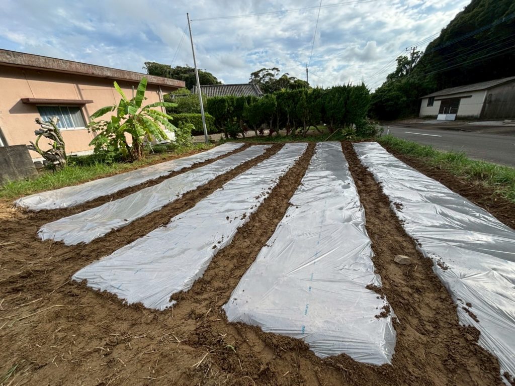 村おこしボランティア【種子島コース】での活動の様子