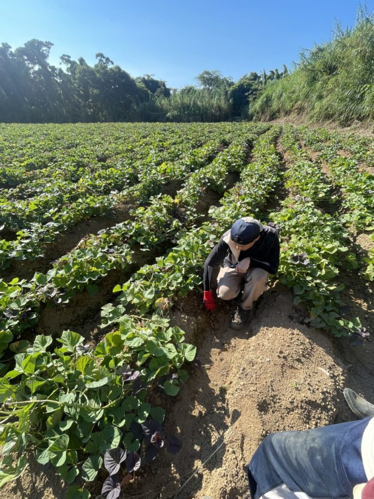 村おこしボランティア【種子島コース】での活動の様子