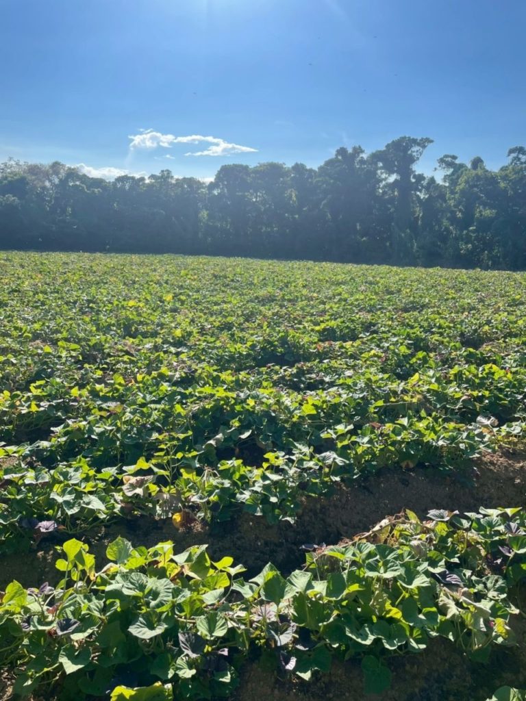 村おこしボランティア【種子島コース】での活動の様子