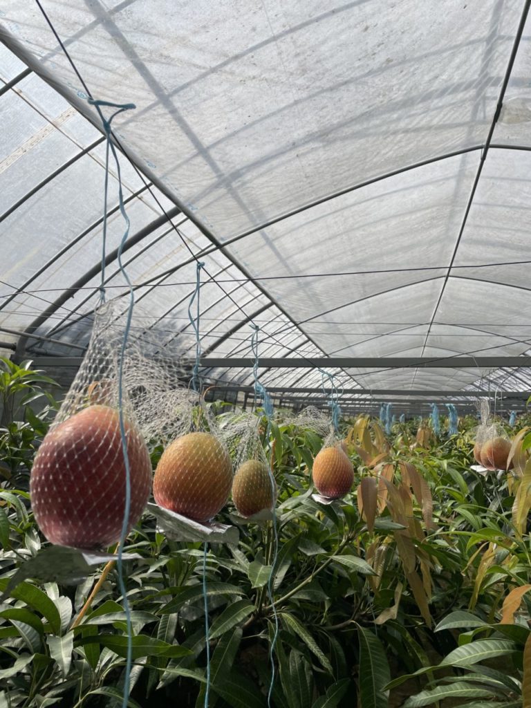 村おこしボランティア【種子島コース】での活動の様子