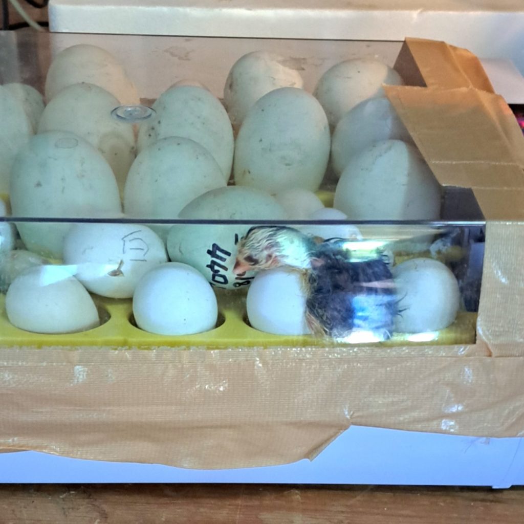 村おこしボランティア【徳之島コース】での活動の様子