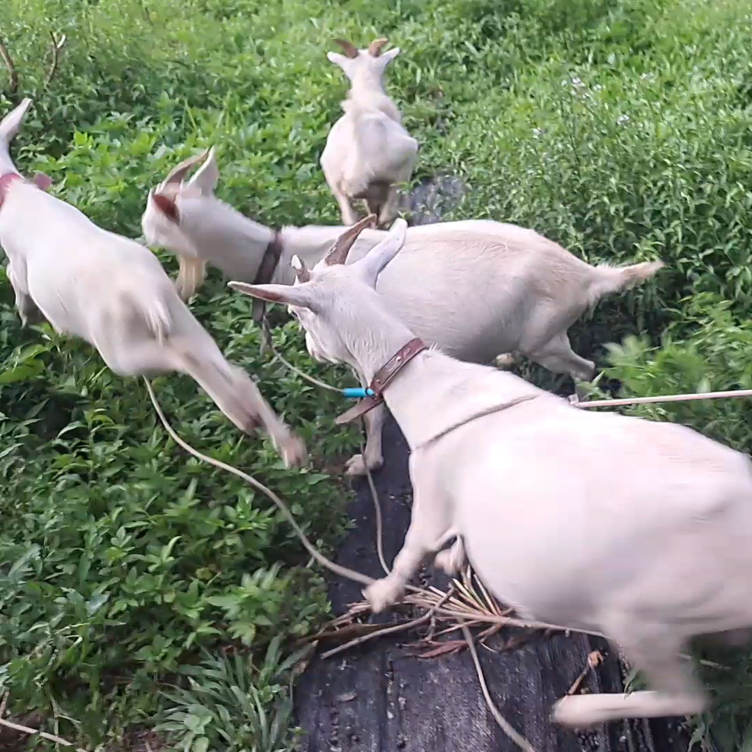 村おこしボランティア【徳之島コース】での活動の様子