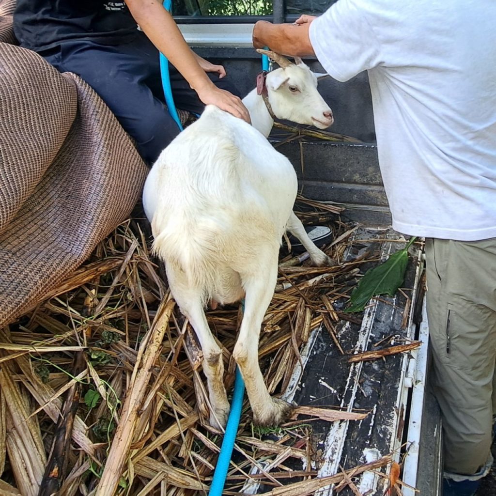 村おこしボランティア【徳之島コース】での活動の様子