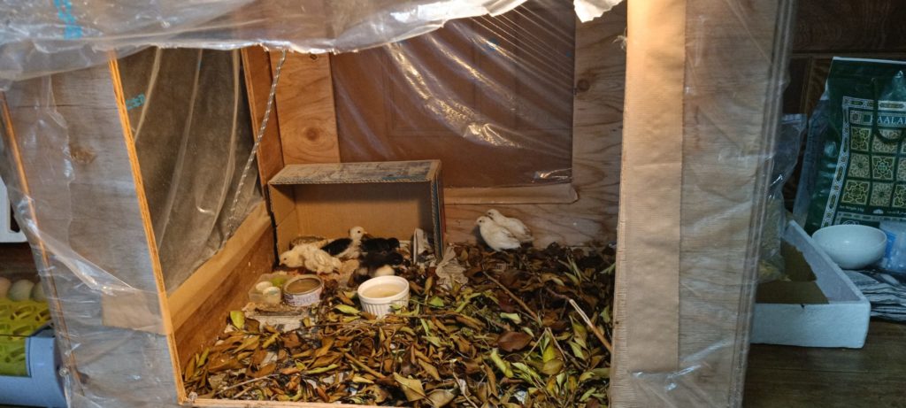 村おこしボランティア【徳之島コース】での活動の様子