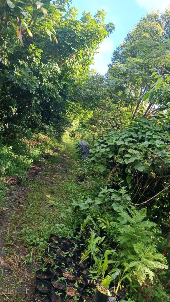 村おこしボランティア【徳之島コース】での活動の様子