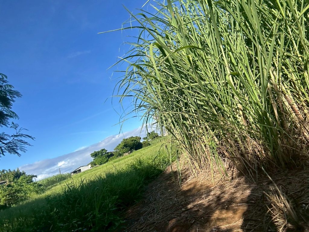 村おこしボランティア【与論島コース】での活動の様子