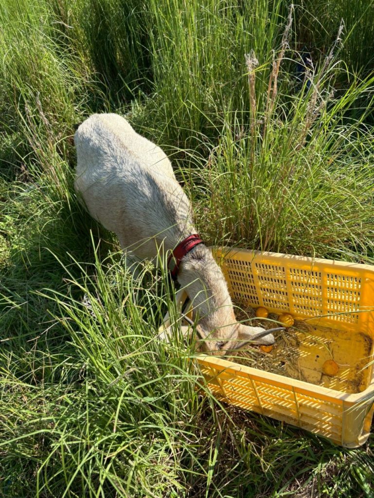 村おこしボランティア【江田島コース】での活動の様子