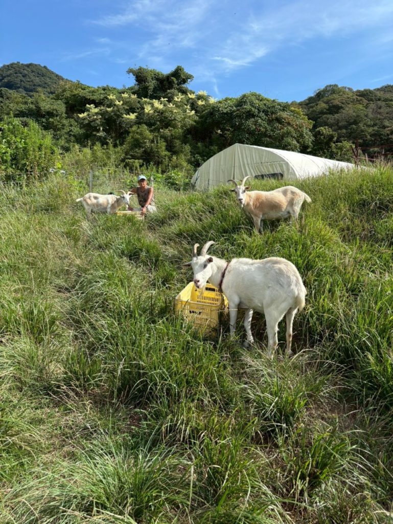 村おこしボランティア【江田島コース】での活動の様子