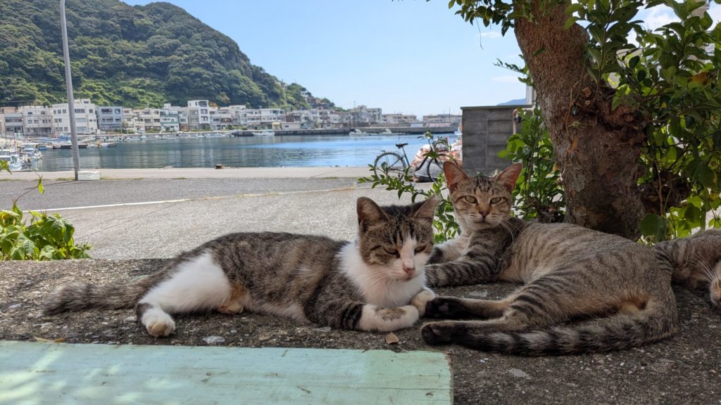 村おこしボランティア【保戸島コース】での活動の様子