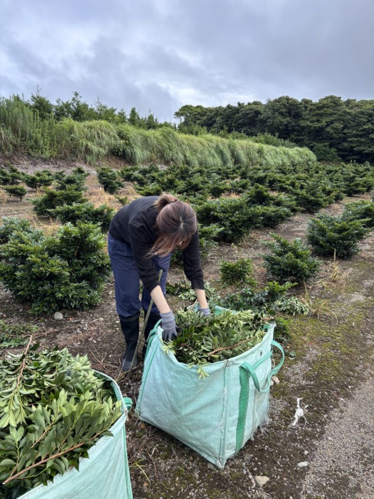 村おこしボランティア【種子島コース】での活動の様子