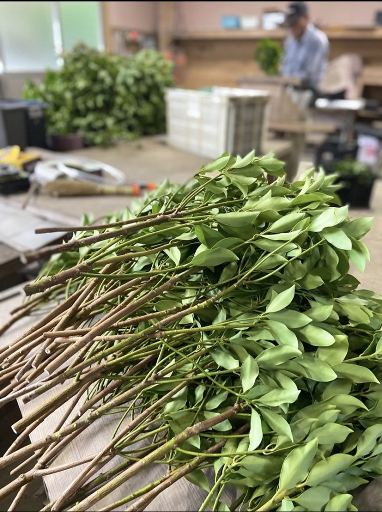 村おこしボランティア【種子島コース】での活動の様子