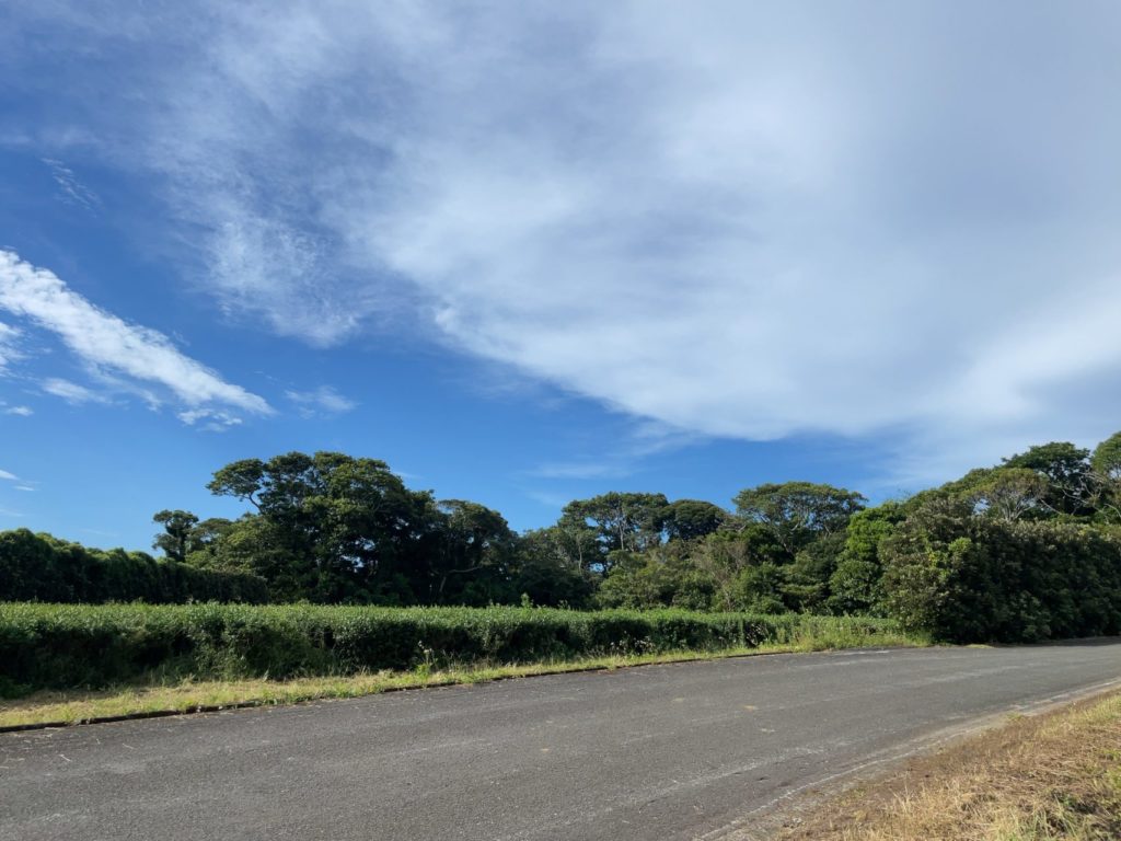 村おこしボランティア【種子島コース】での活動の様子