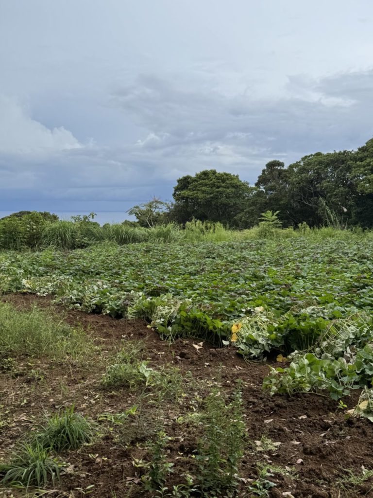 村おこしボランティア【種子島コース】での活動の様子