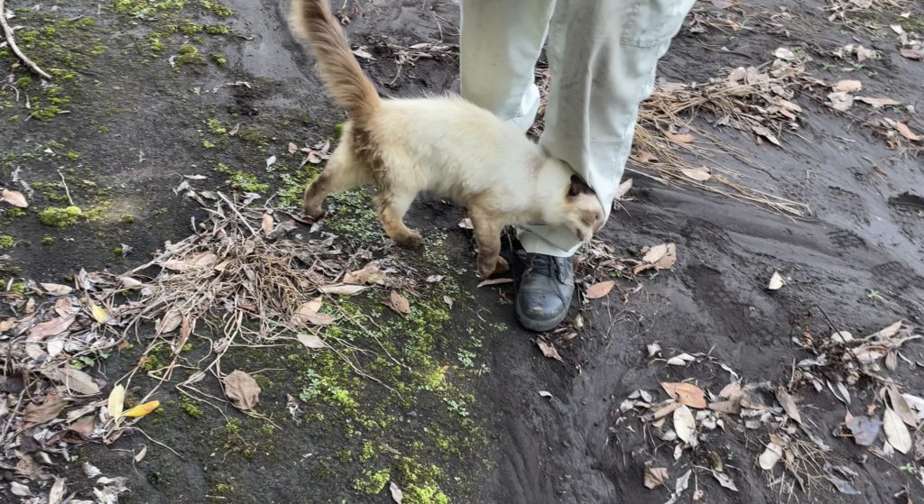 村おこしボランティア【種子島コース】での活動の様子