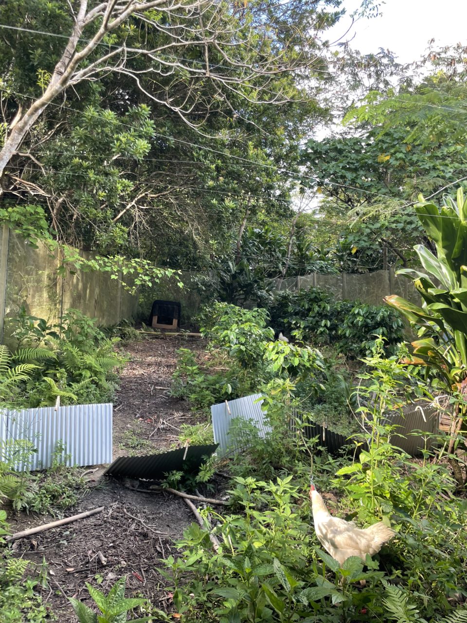 村おこしボランティア【徳之島コース】での活動の様子