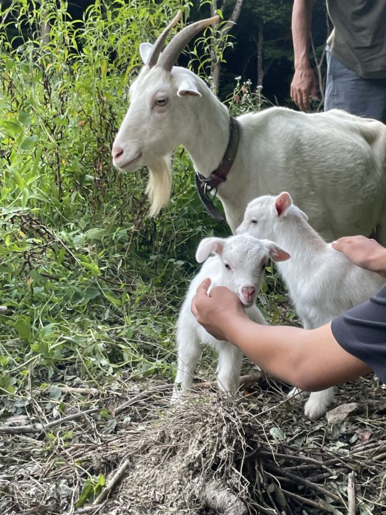 村おこしボランティア【徳之島コース】での活動の様子