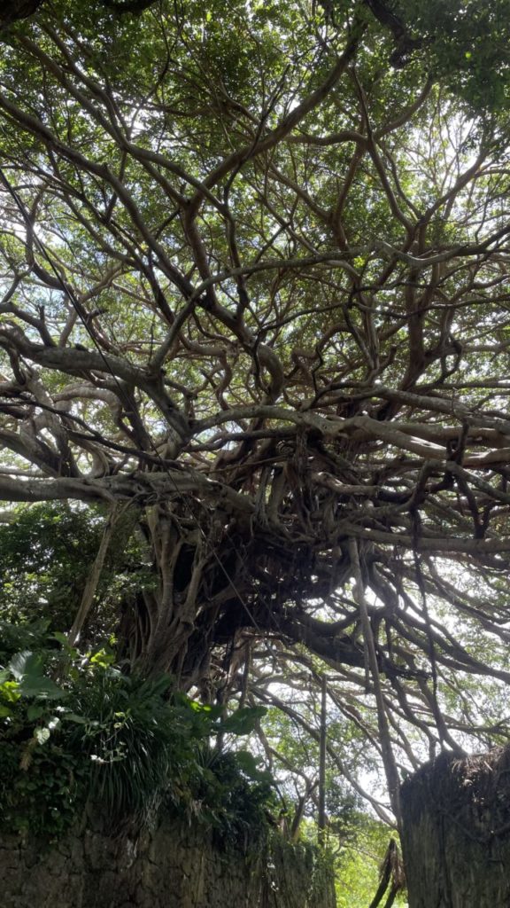 村おこしボランティア【徳之島コース】での活動の様子