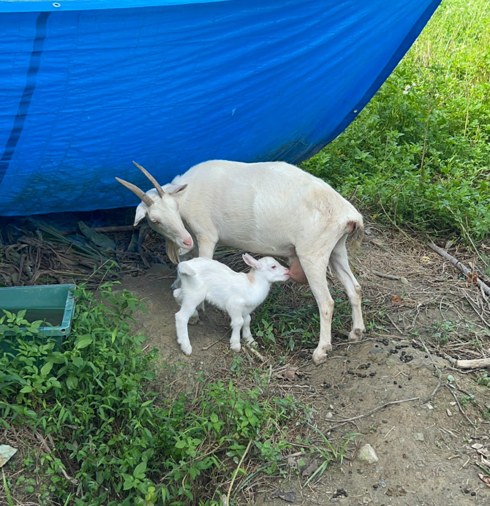 村おこしボランティア【徳之島コース】での活動の様子