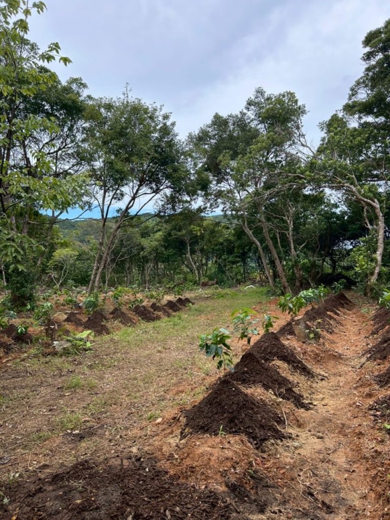 村おこしボランティア【徳之島コース】での活動の様子