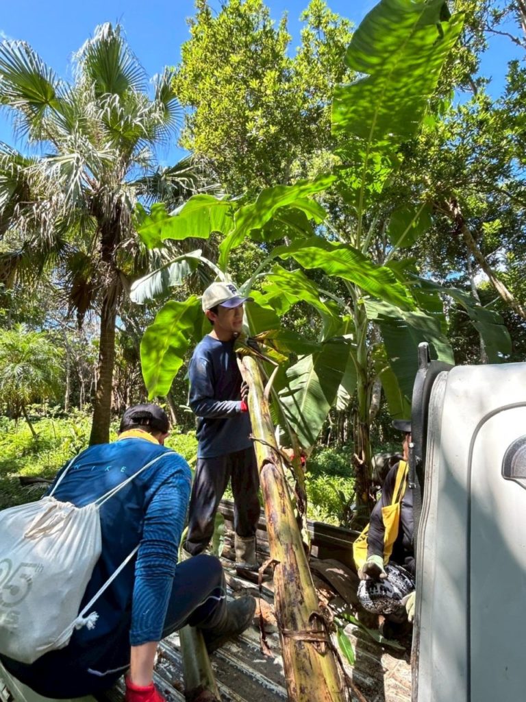 村おこしボランティア【徳之島コース】での活動の様子