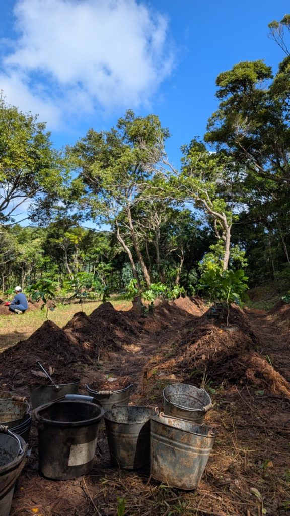 村おこしボランティア【徳之島コース】での活動の様子