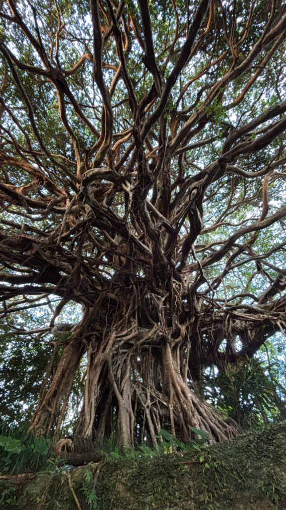 村おこしボランティア【徳之島コース】での活動の様子