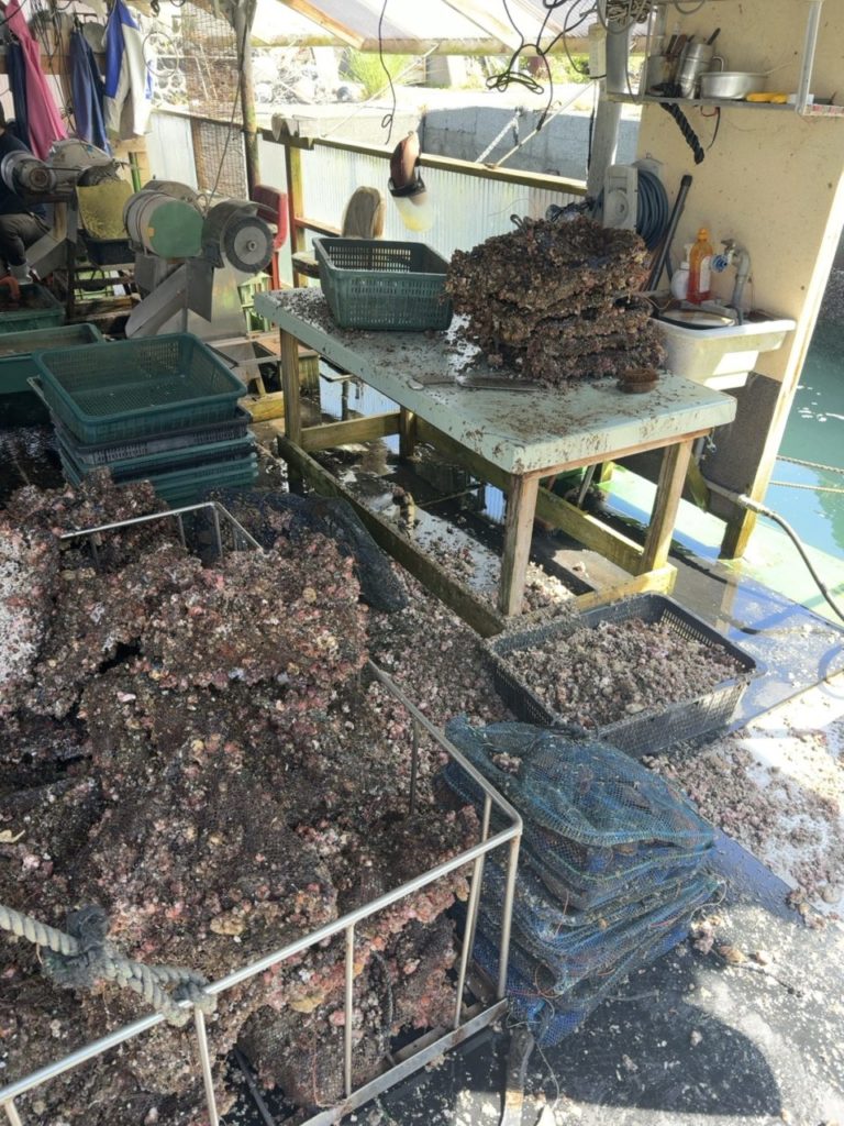 村おこしボランティア【屋形島コース】での活動の様子