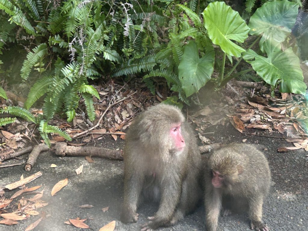 村おこしボランティア【屋久島コース】での活動の様子