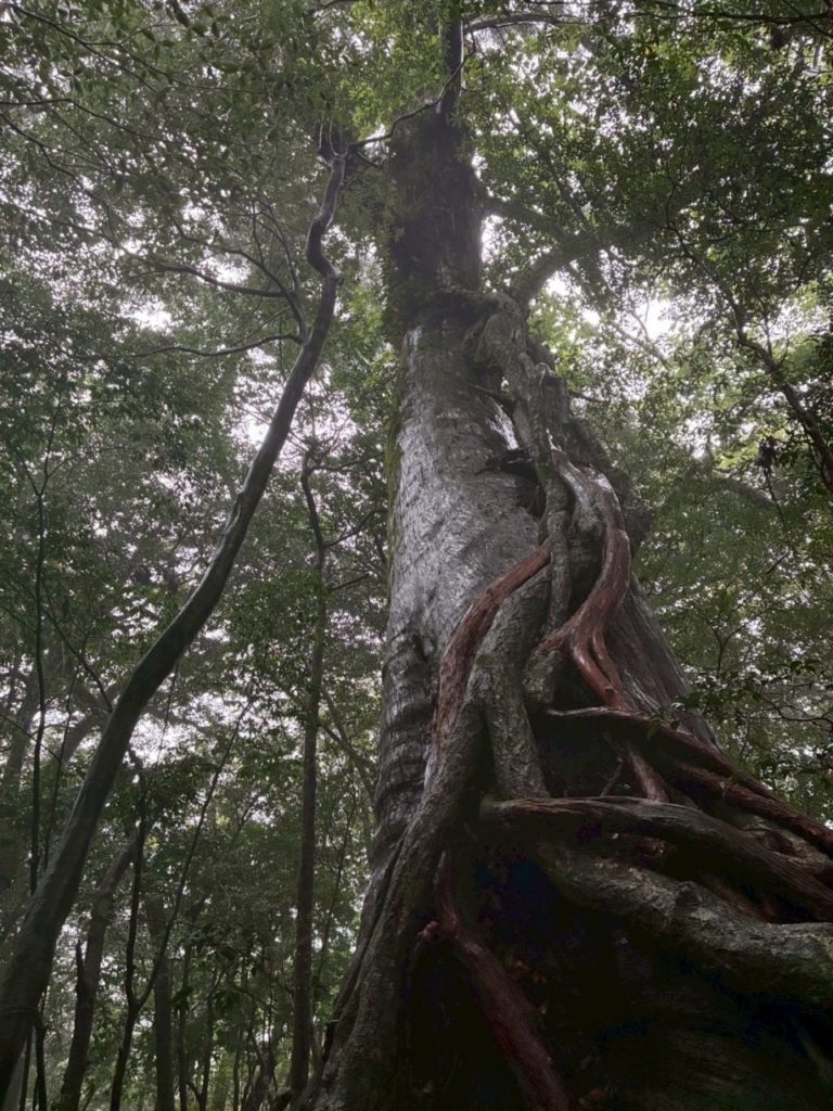 村おこしボランティア【屋久島コース】での活動の様子