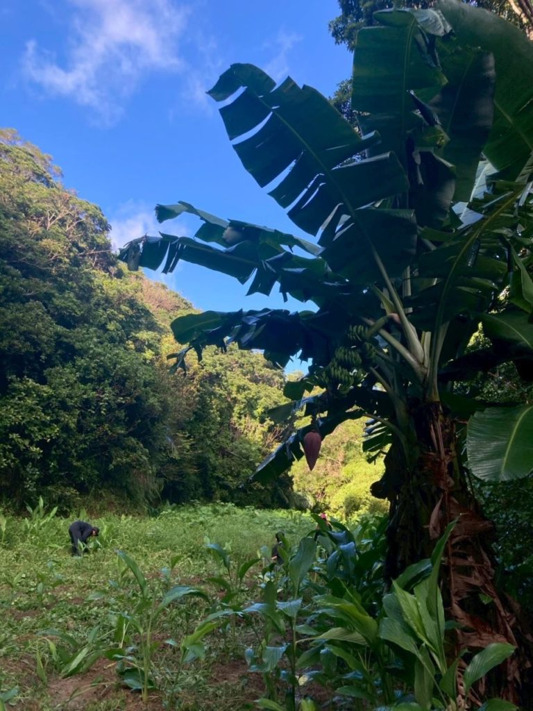 村おこしボランティア【沖縄やんばるコース】での活動の様子