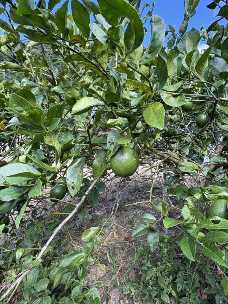 村おこしボランティア【沖縄やんばるコース】での活動の様子