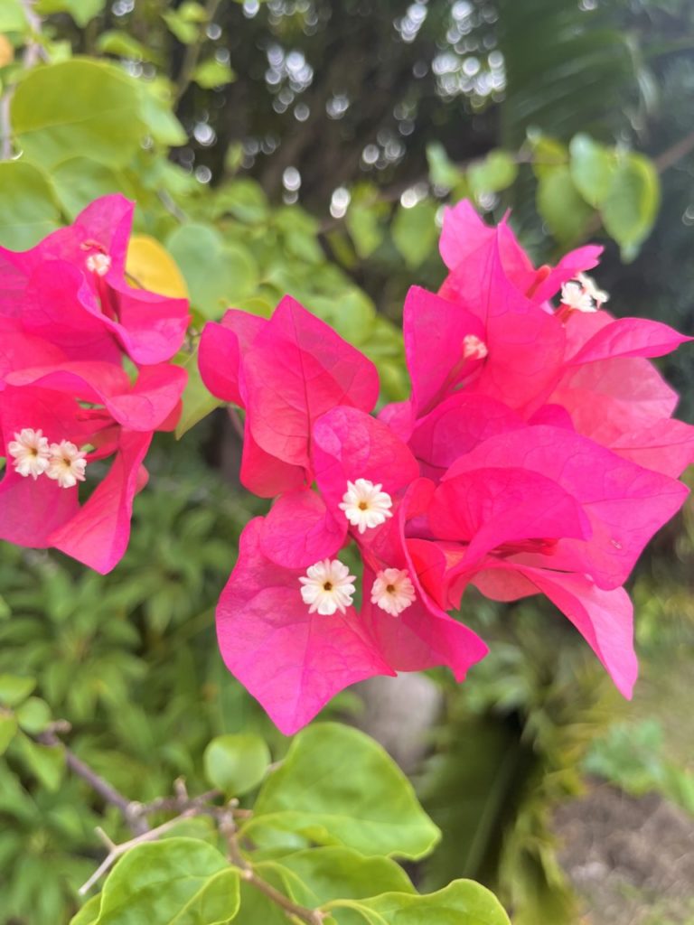 村おこしボランティア【与論島コース】での活動の様子