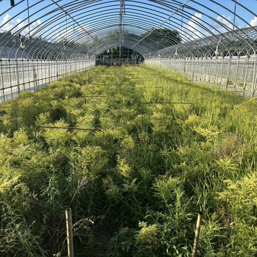 村おこしボランティア【与論島コース】での活動の様子