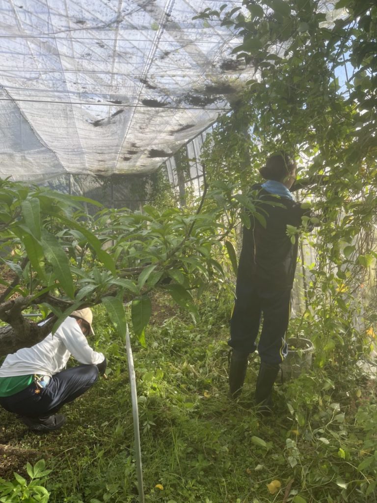 村おこしボランティア【与論島コース】での活動の様子