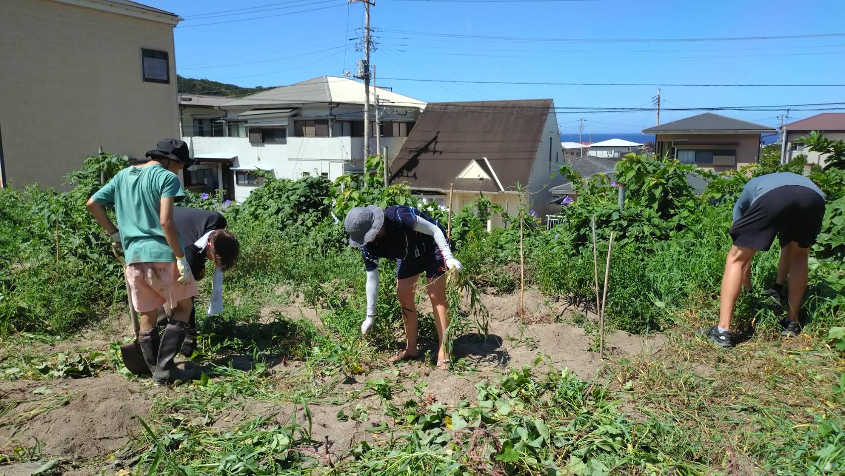 農業ボランティア