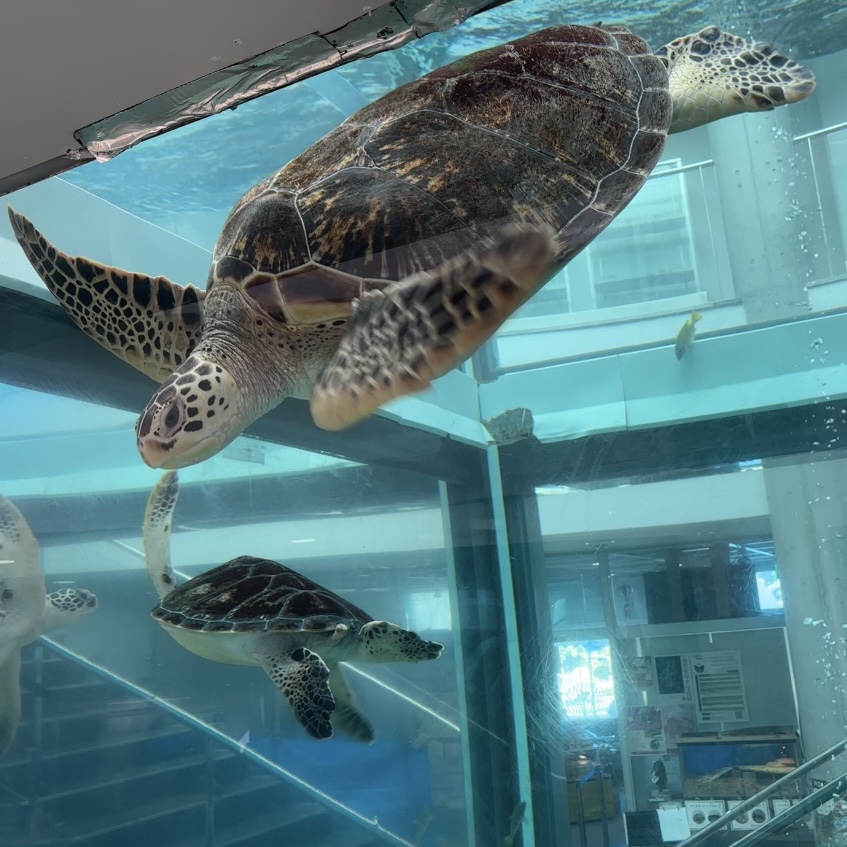 村おこしボランティア【奄美大島「100年先の未来へ」コース】での活動の様子