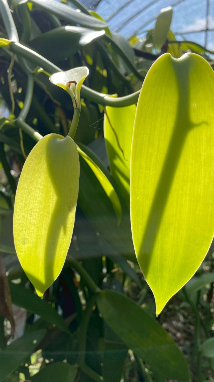 村おこしボランティア【奄美大島［北部］コース】での活動の様子