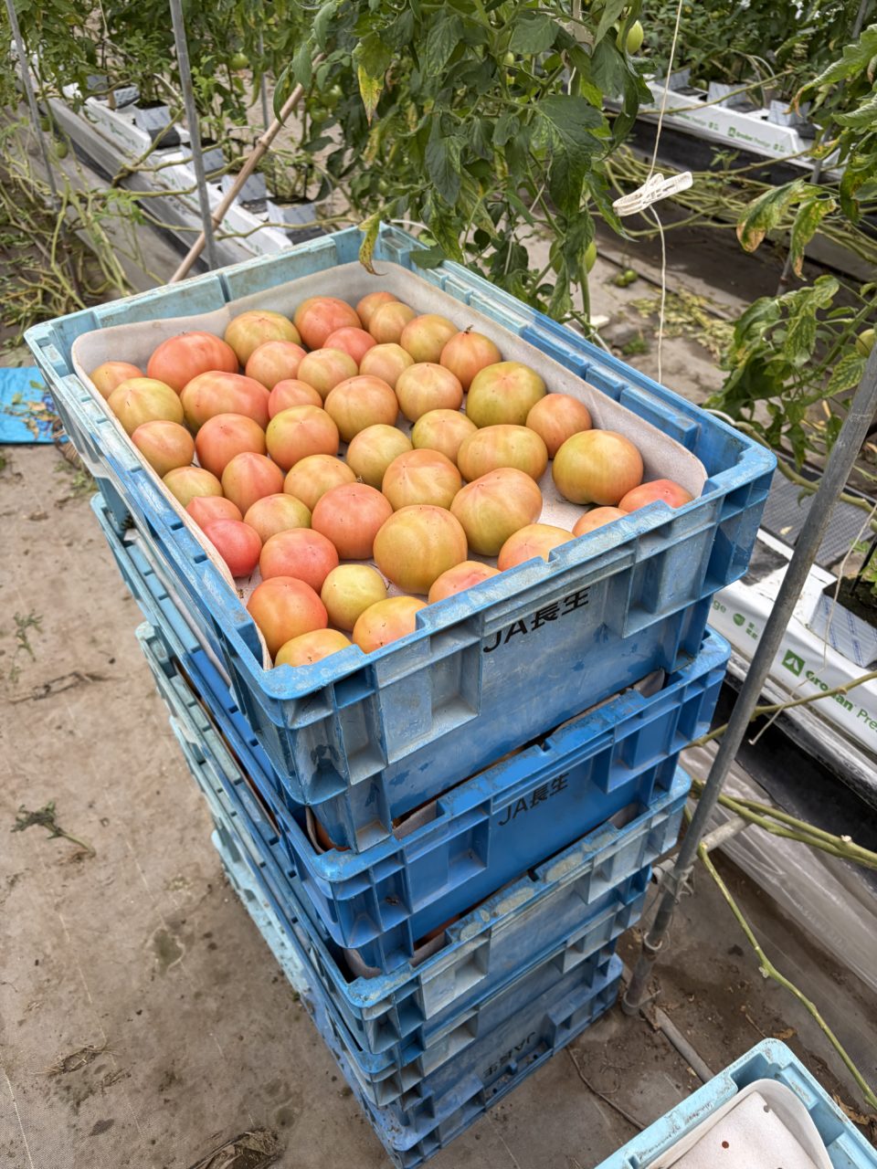 村おこしボランティア【長生郡コース】での活動の様子