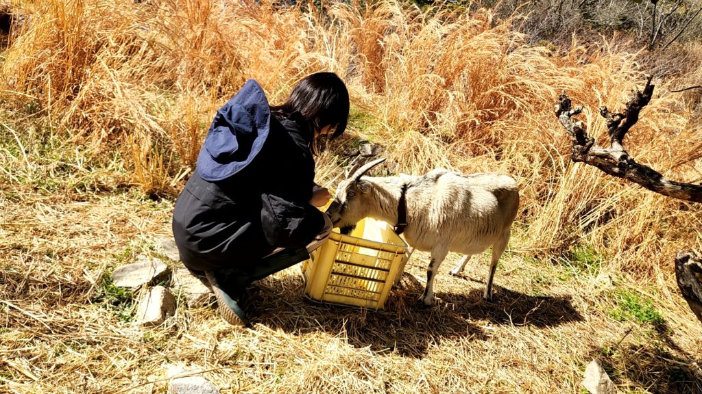 村おこしボランティア【江田島コース】での活動の様子