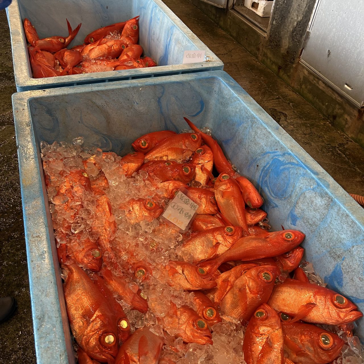 村おこしボランティア【神津島コース】での活動の様子