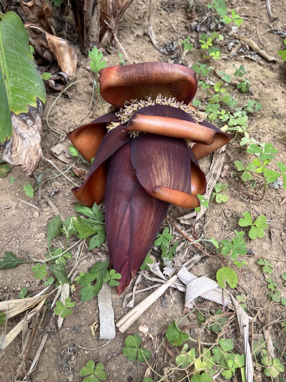 村おこしボランティア【中之島コース】での活動の様子