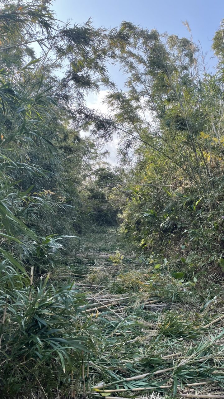 村おこしボランティア【さつま竹島コース】での活動の様子