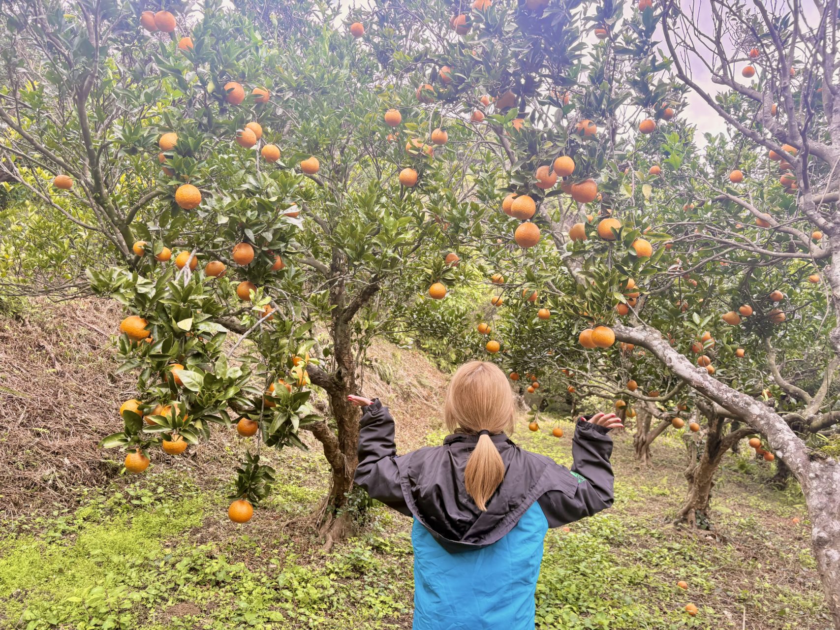 村おこしボランティア【種子島コース】での活動の様子