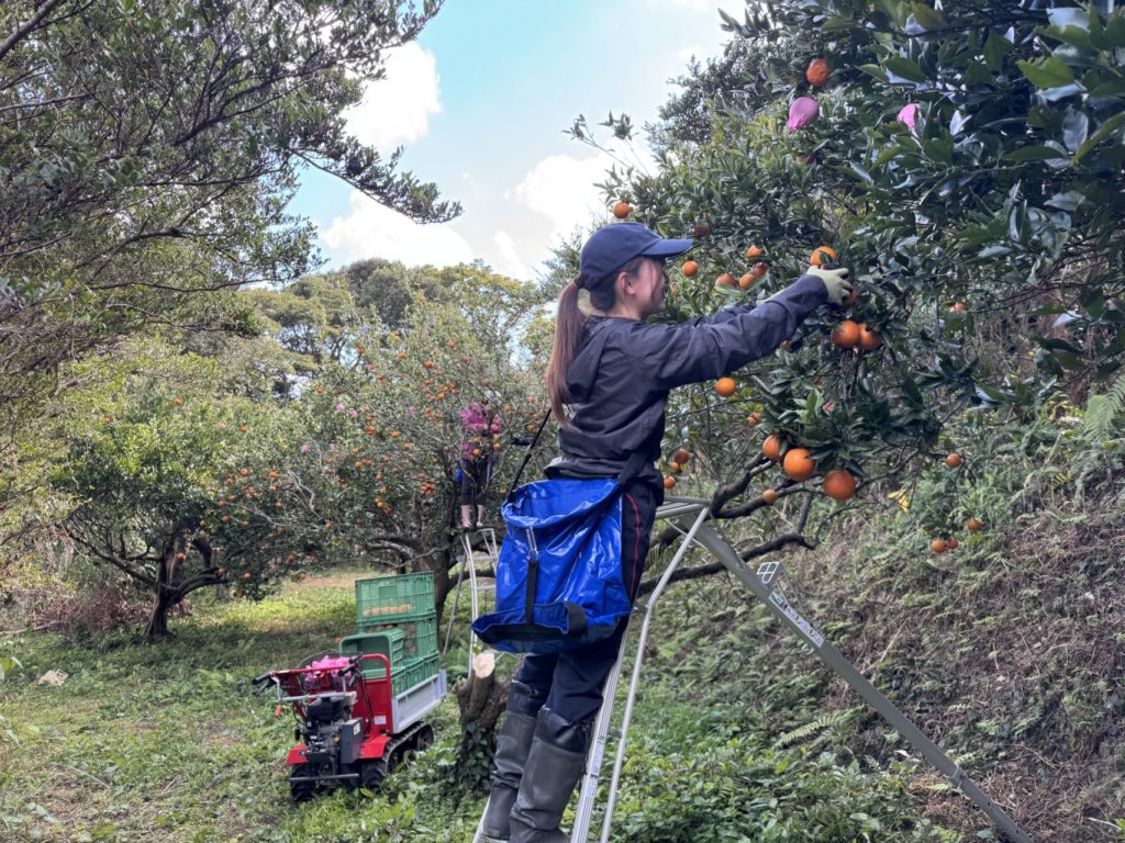 村おこしボランティア【種子島コース】での活動の様子