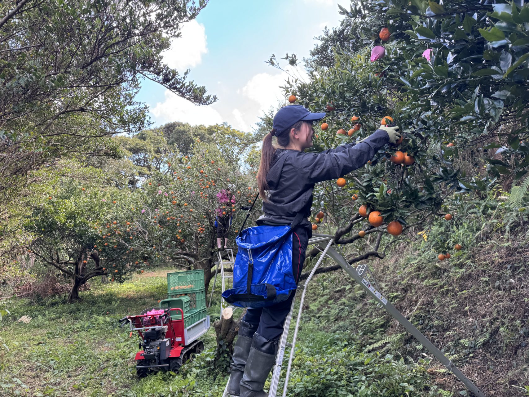 村おこしボランティア【種子島コース】での活動の様子