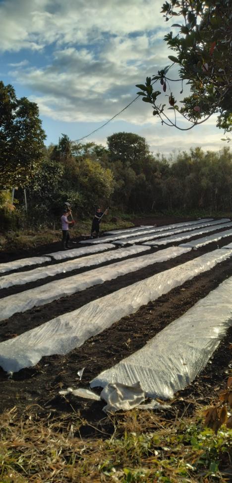 村おこしボランティア【種子島コース】での活動の様子