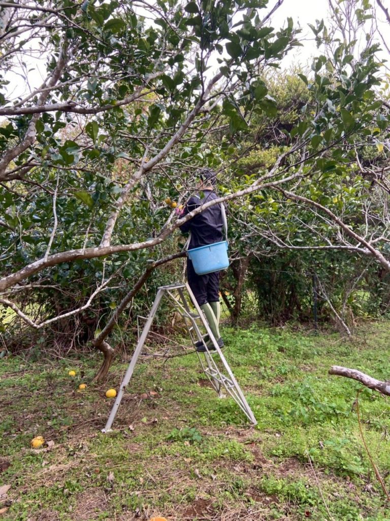 村おこしボランティア【屋久島コース】での活動の様子