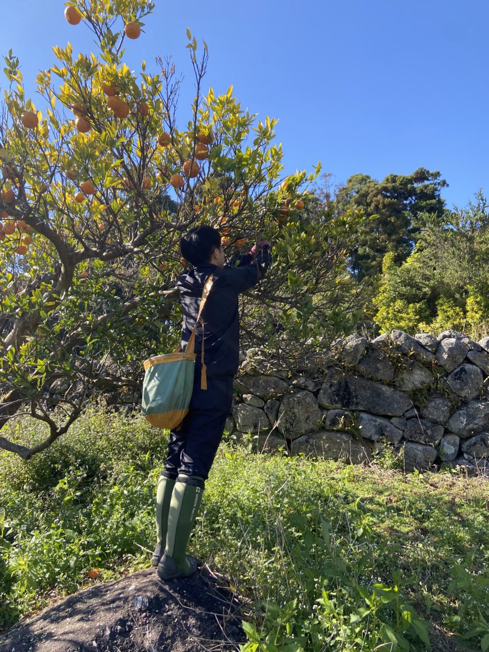 村おこしボランティア【屋久島コース】での活動の様子