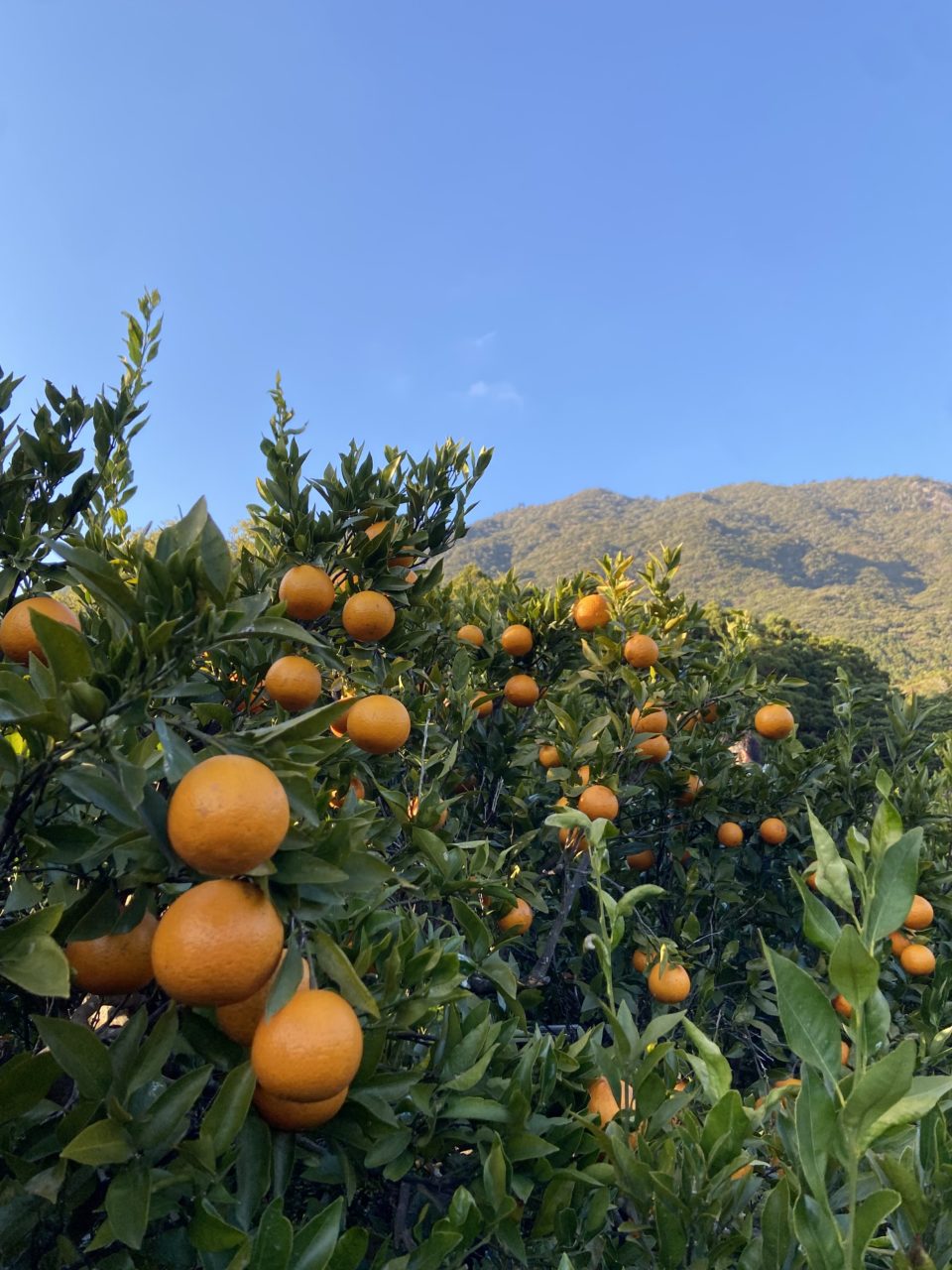 村おこしボランティア【屋久島コース】での活動の様子