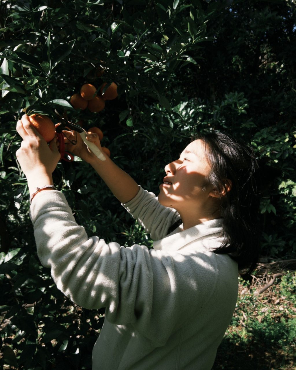 村おこしボランティア【屋久島コース】での活動の様子